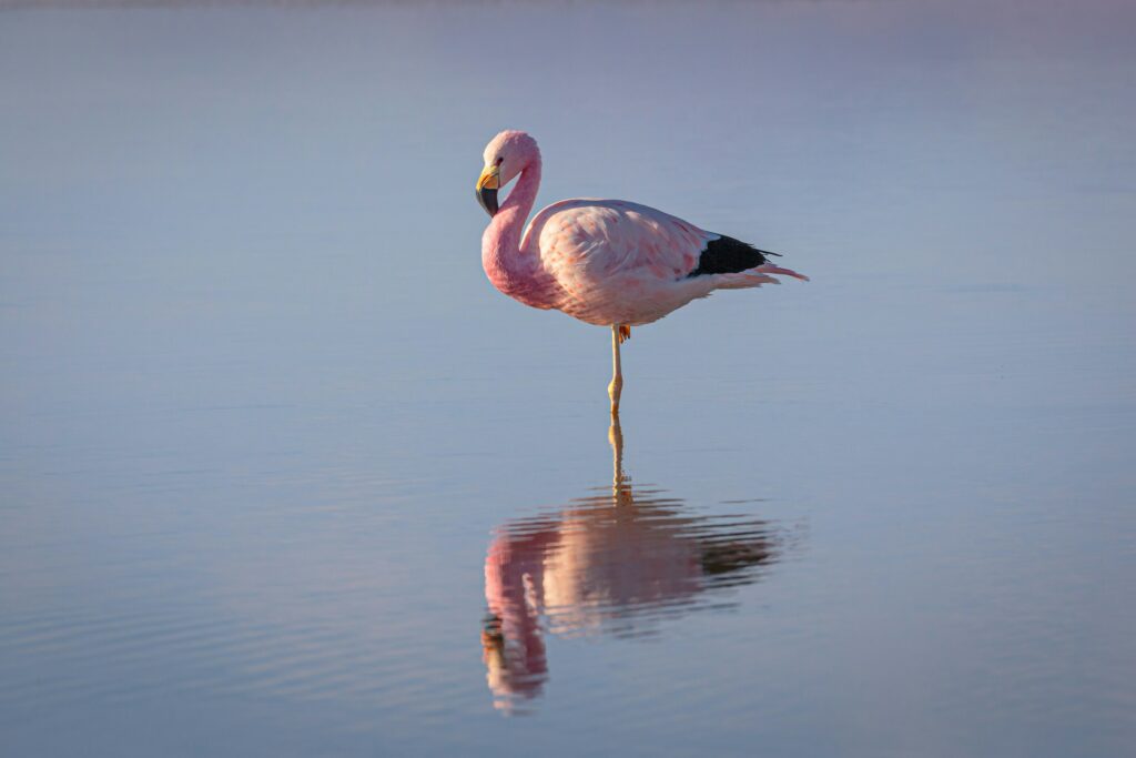 Pink flamingo on water during daytime